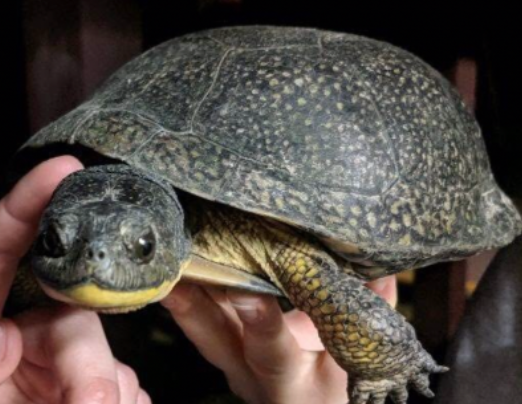 Baby Turtles Are on the Move in Arlington